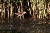 20110918_Klein waterhoen_Lepelaarsplassen